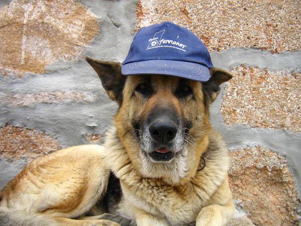 German shepherd dog with baseball cap