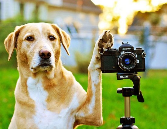 dog taking a photo